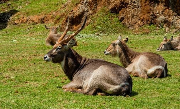 Bhutan-–-Takin
