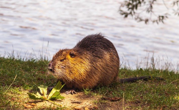 Canada – Beaver