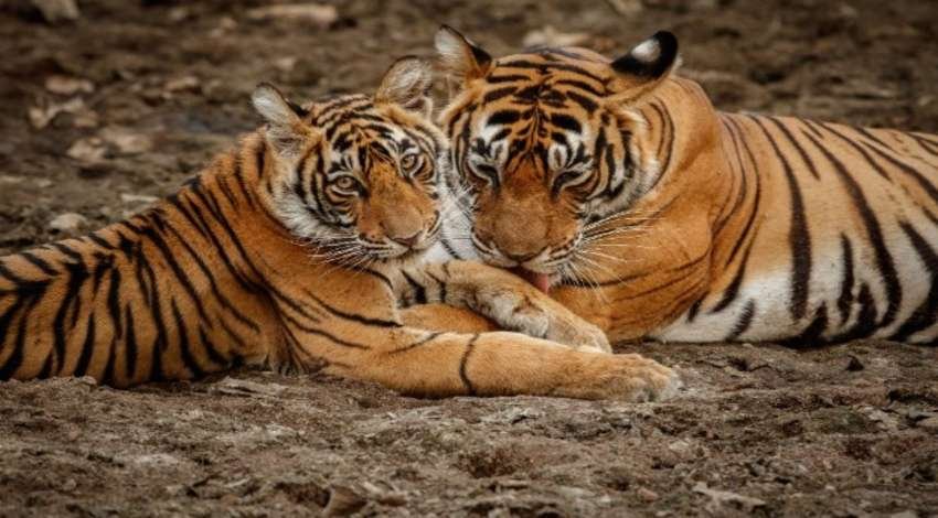 Countries-With-Interesting-National-Animals-That-Feel-Unreal