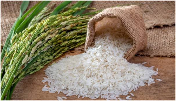 Rice Became Sacred Because Harvest Meant Life
